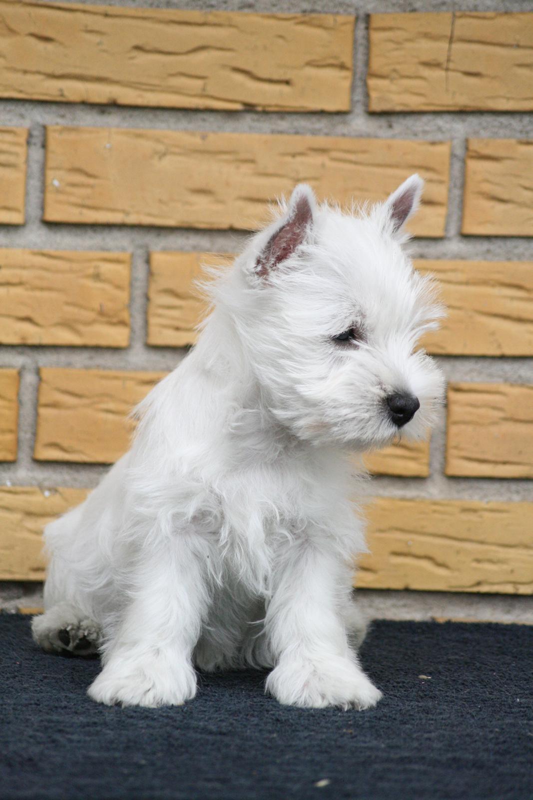 West highland white terrier Hailie billede 19