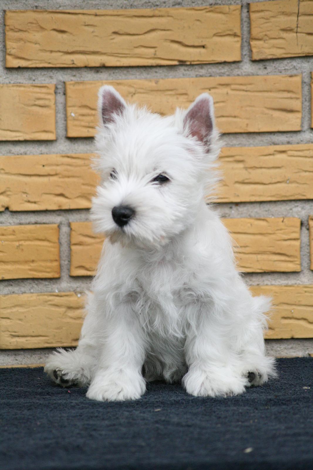 West highland white terrier Hailie billede 20