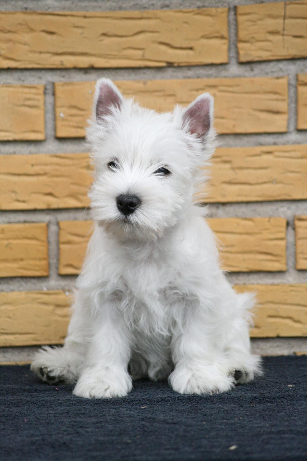 West highland white terrier Hailie billede 21