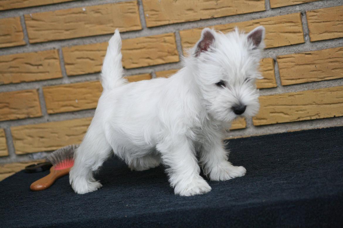 West highland white terrier Hailie billede 22