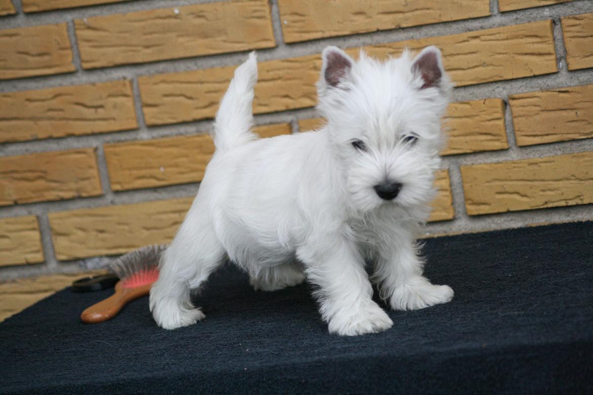 West highland white terrier Hailie billede 23