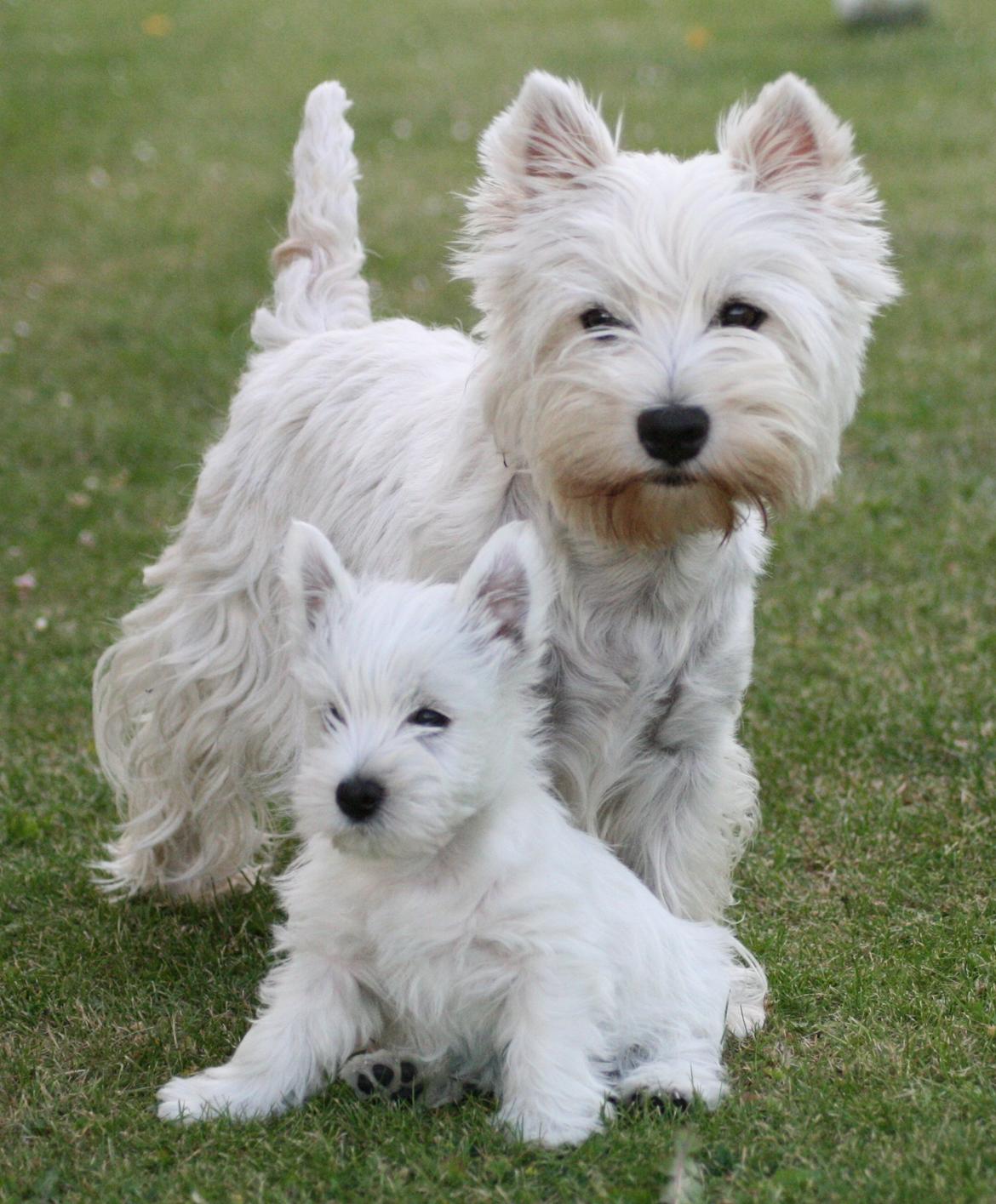 West highland white terrier Hailie billede 24