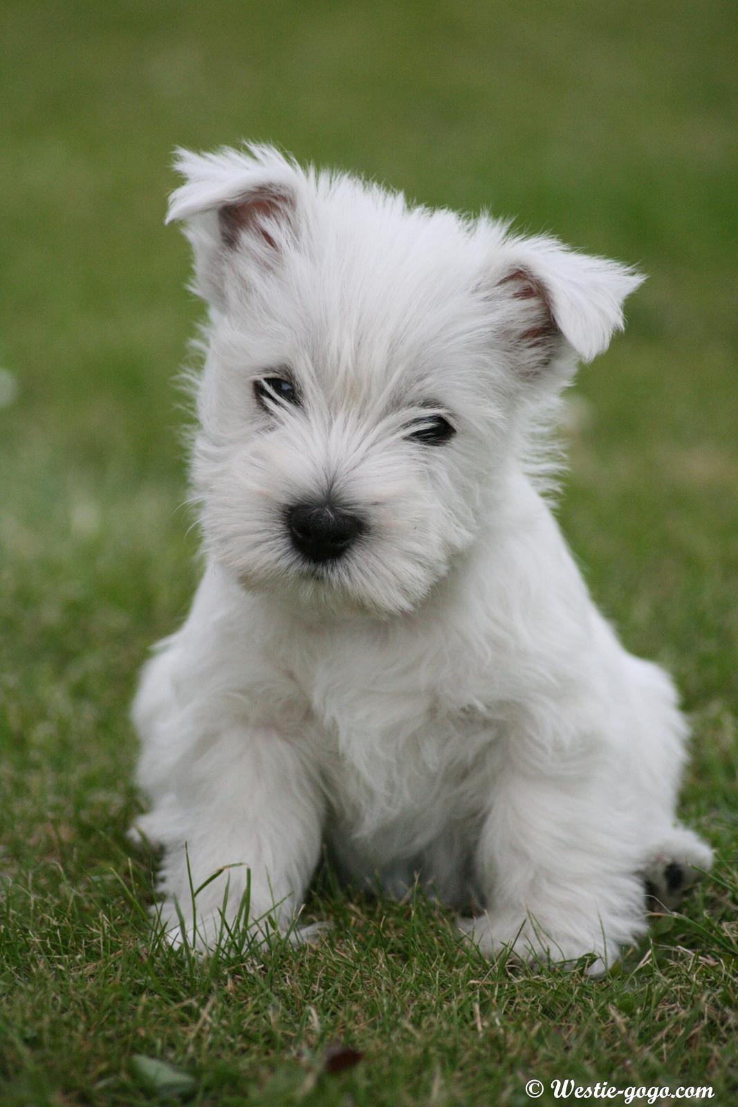West highland white terrier Hailie billede 25