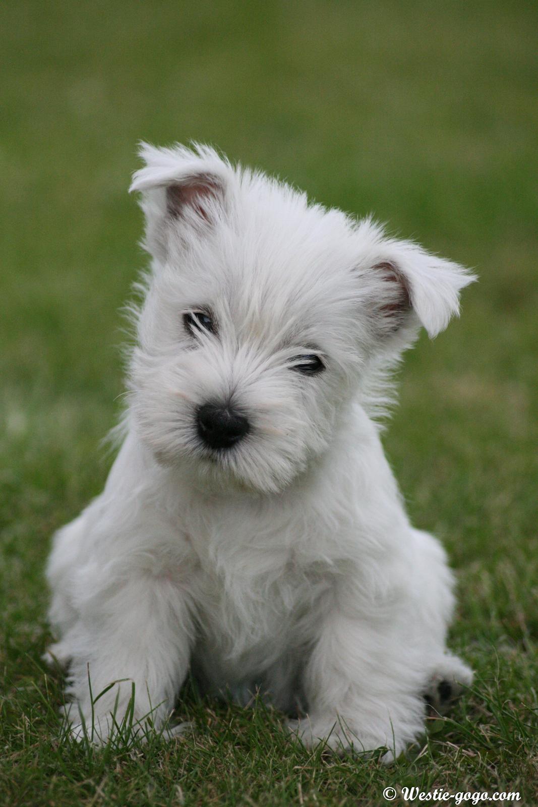 West highland white terrier Hailie billede 26