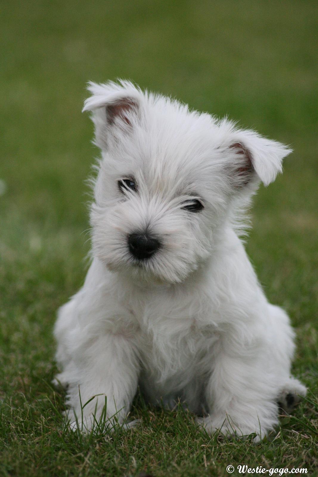 West highland white terrier Hailie billede 27