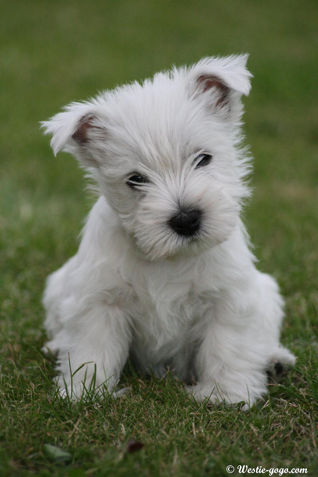 West highland white terrier Hailie billede 28
