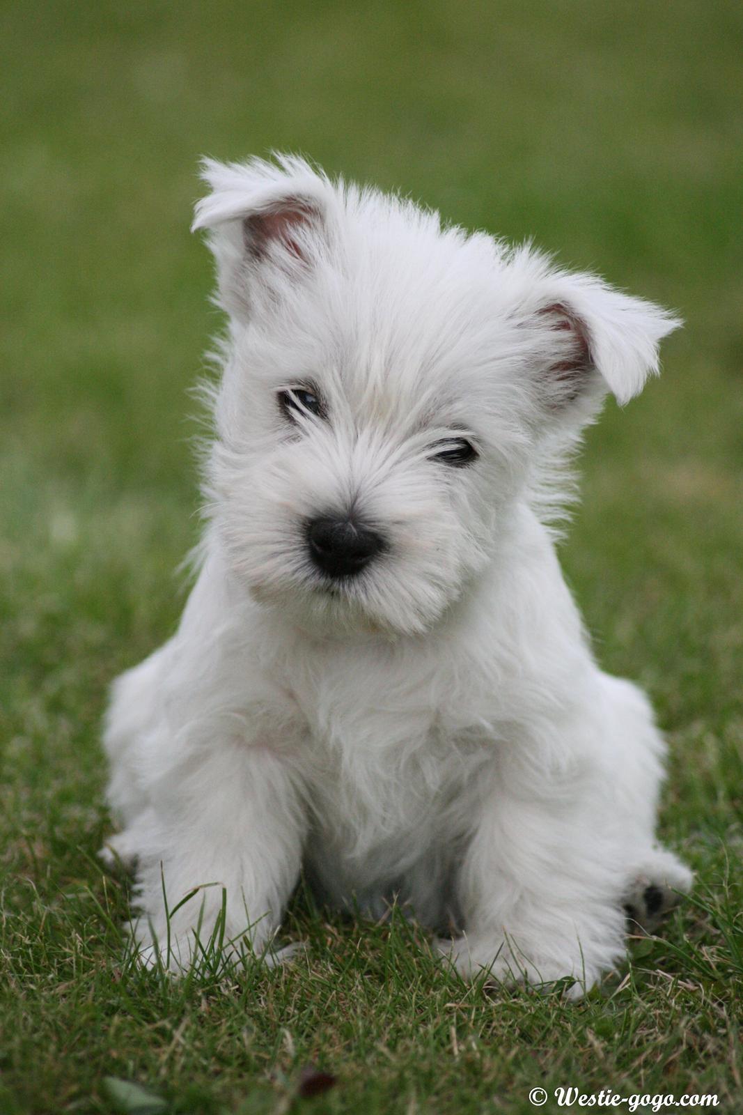 West highland white terrier Hailie billede 29