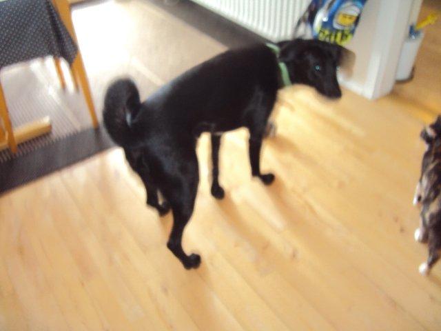 Blanding af racer Kvik  - Se min fine krølle :-) Hvil i fred min dreng <3 billede 23