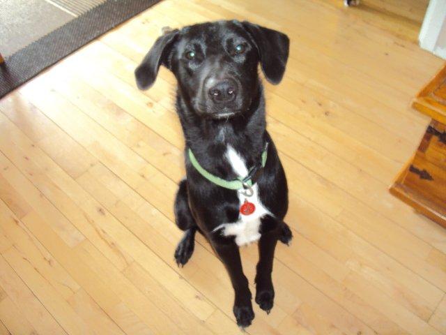 Blanding af racer Kvik  - Du vil altid være elsket og savnet <3 Du er stadig mor dreng og den bedste hund man kunne ønske sig! Håber du har det godt i hundehimlen <3  billede 5