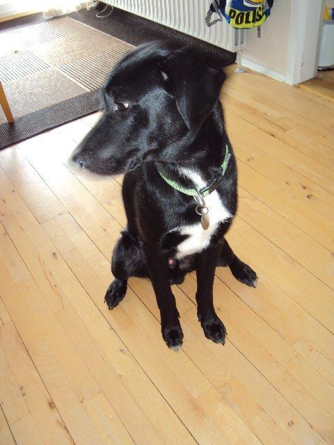 Blanding af racer Kvik  - Kvik <3 billede 24