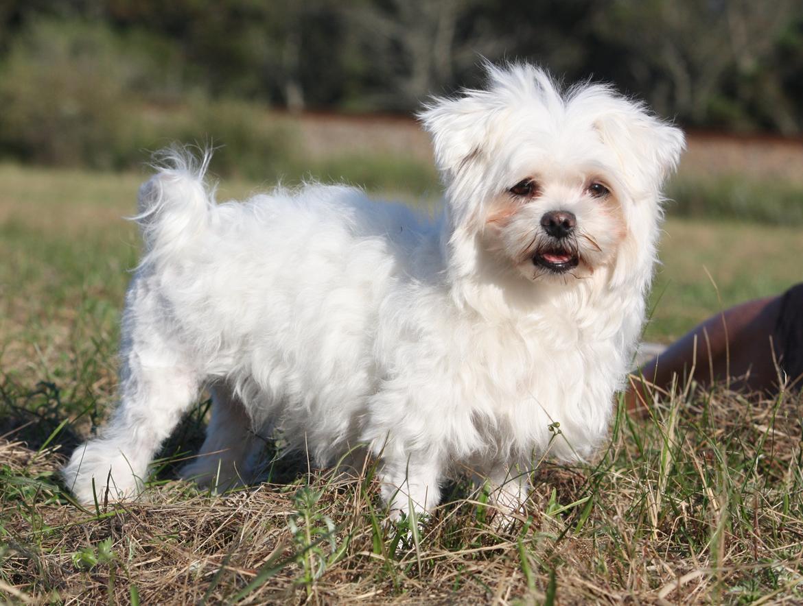 Malteser Carla billede 24