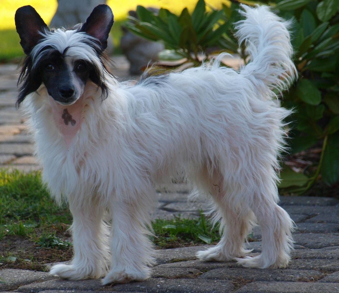 Chinese crested powder puff Solino´s designed by destiny "Milo" <3 billede 22