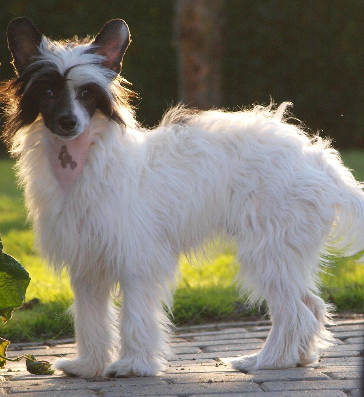 Chinese crested powder puff Solino´s designed by destiny "Milo" <3 billede 23