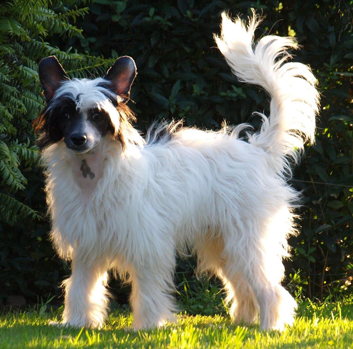 Chinese crested powder puff Solino´s designed by destiny "Milo" <3 billede 24