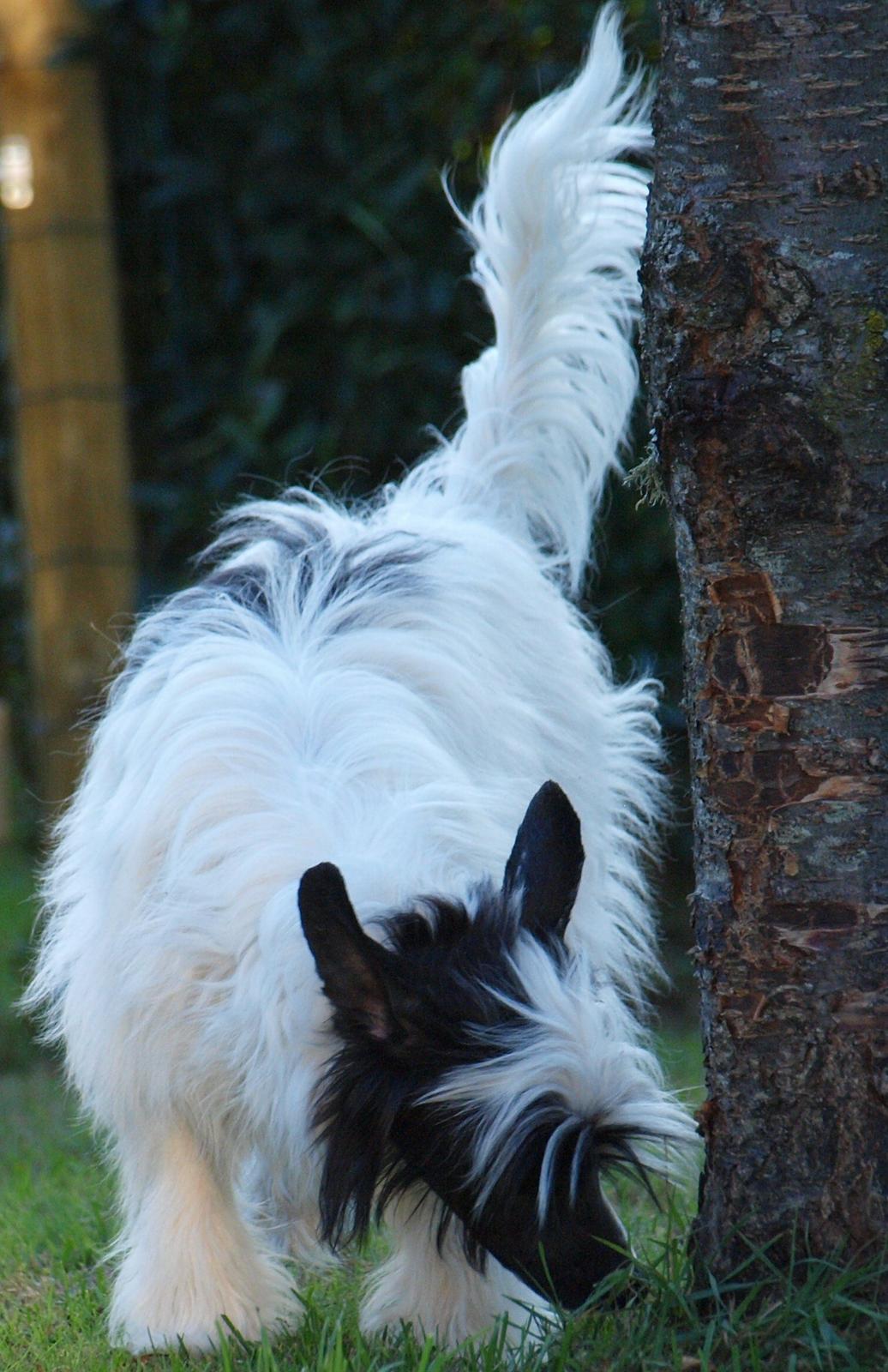 Chinese crested powder puff Solino´s designed by destiny "Milo" <3 billede 25