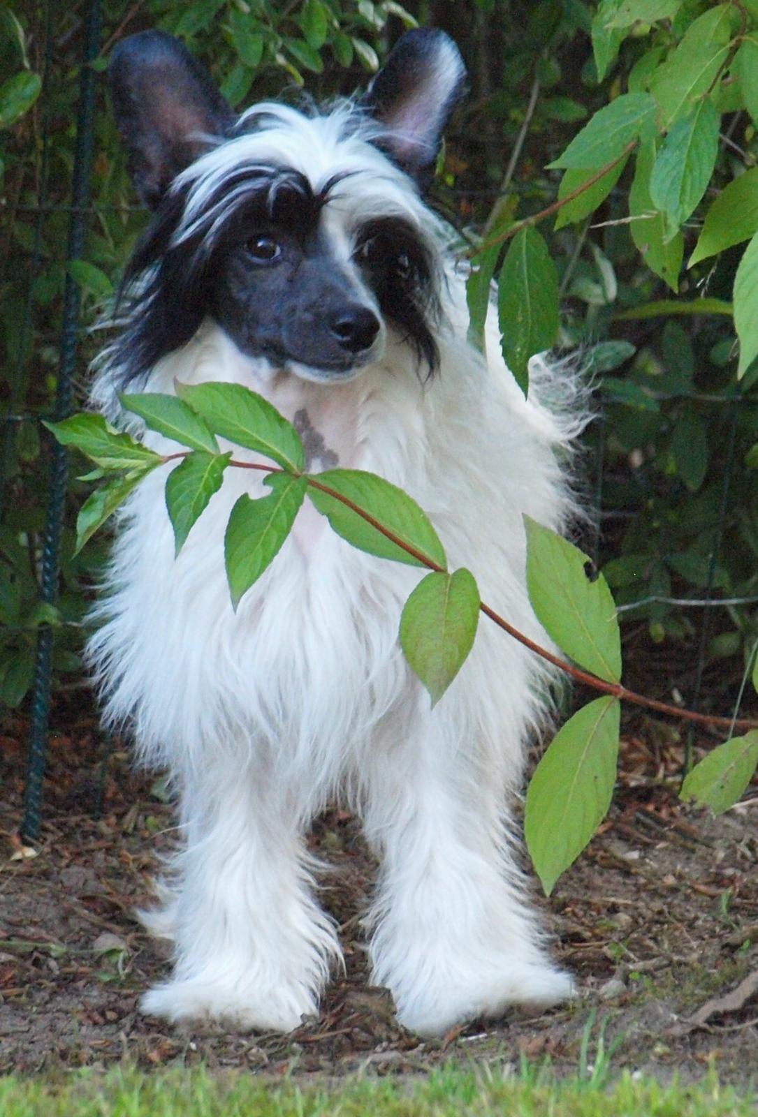 Chinese crested powder puff Solino´s designed by destiny "Milo" <3 billede 1
