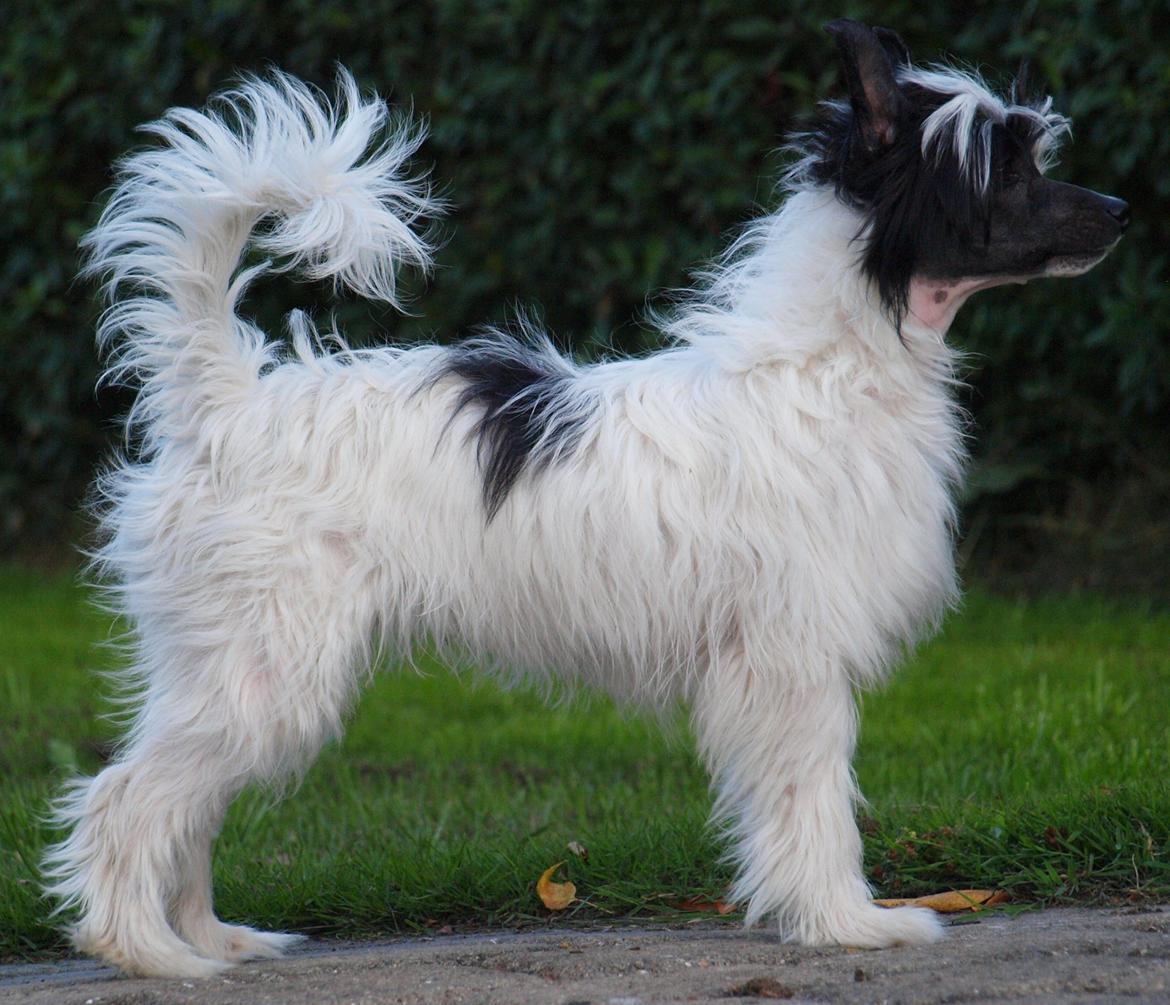 Chinese crested powder puff Solino´s designed by destiny "Milo" <3 billede 28
