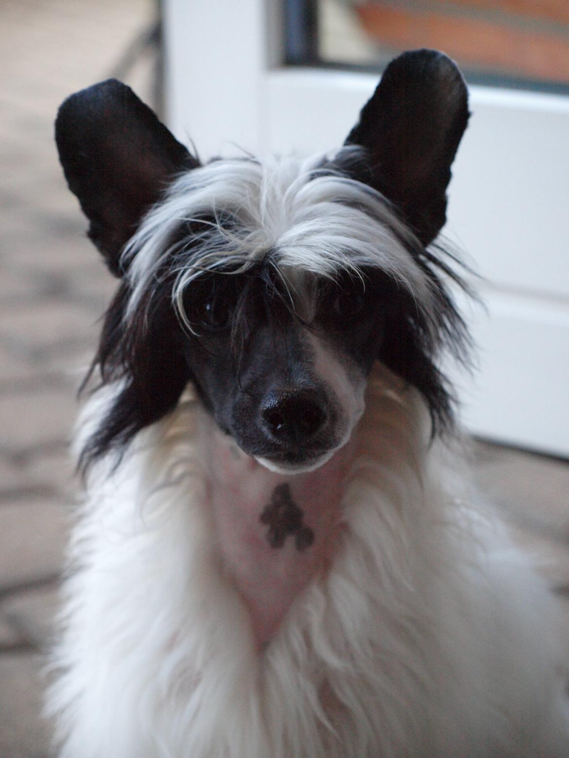 Chinese crested powder puff Solino´s designed by destiny "Milo" <3 billede 29