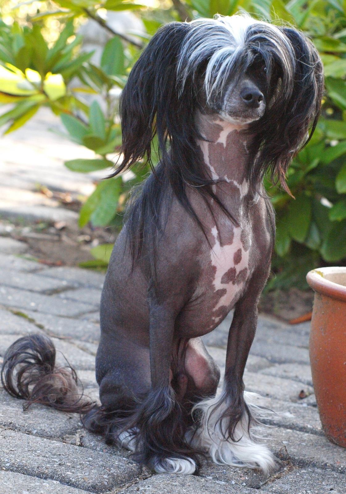 Chinese crested hårløs Misella´s Rex <3 billede 21