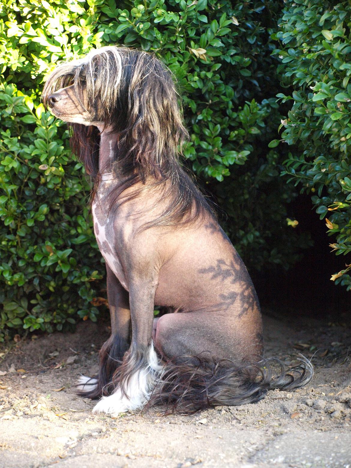 Chinese crested hårløs Misella´s Rex <3 billede 22