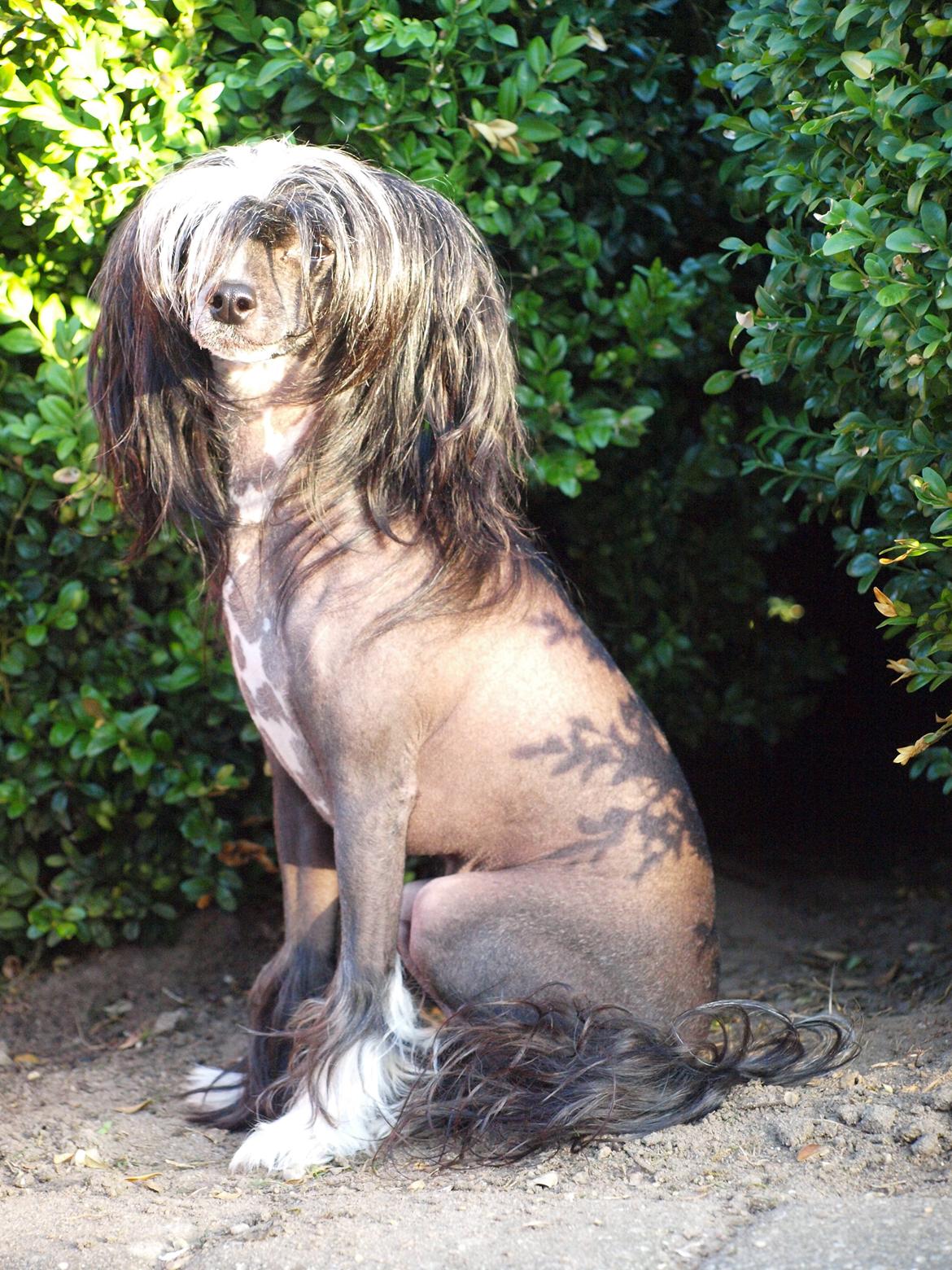 Chinese crested hårløs Misella´s Rex <3 billede 23