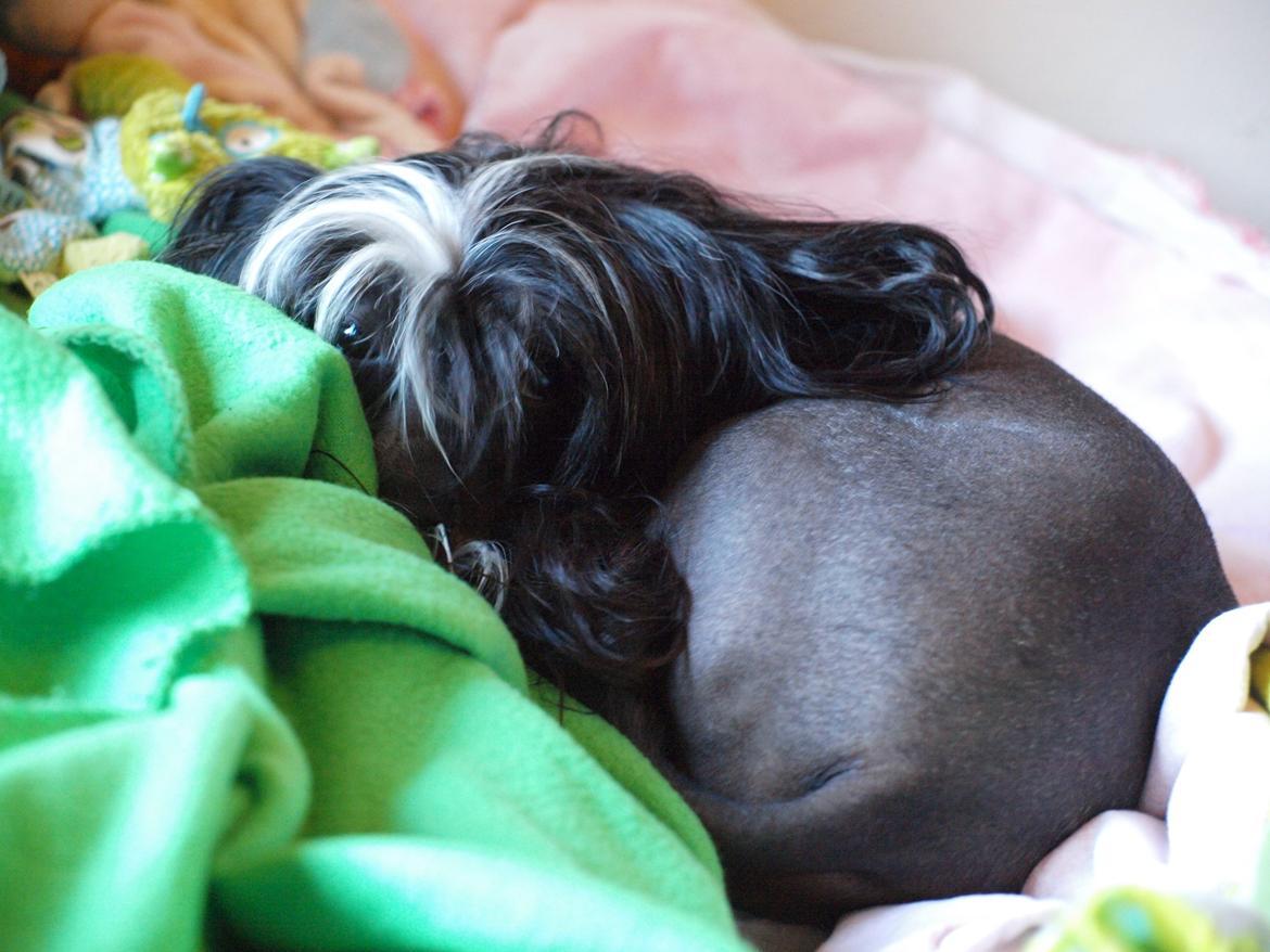 Chinese crested hårløs Misella´s Rex <3 billede 24