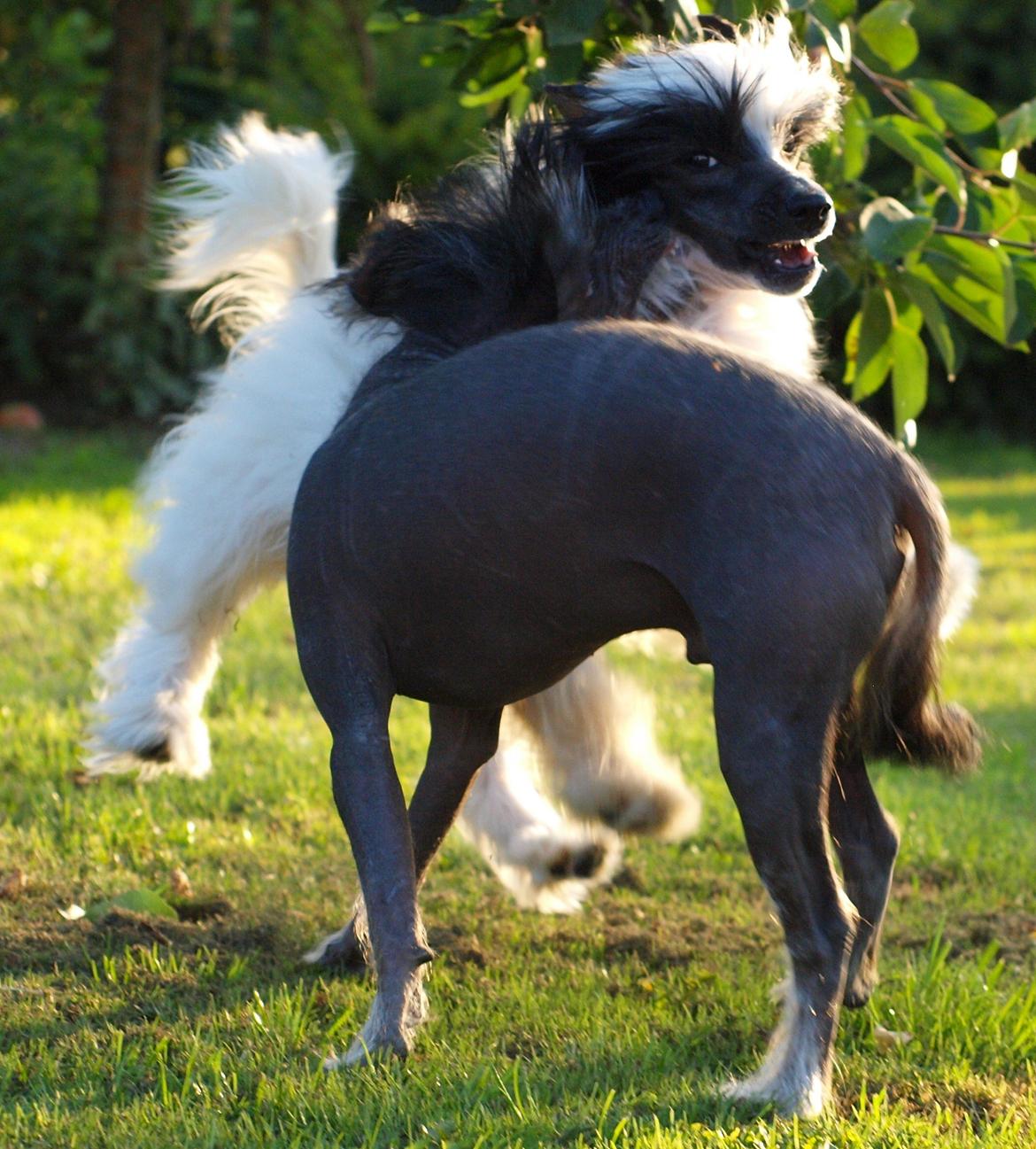 Chinese crested hårløs Kato <3 billede 21
