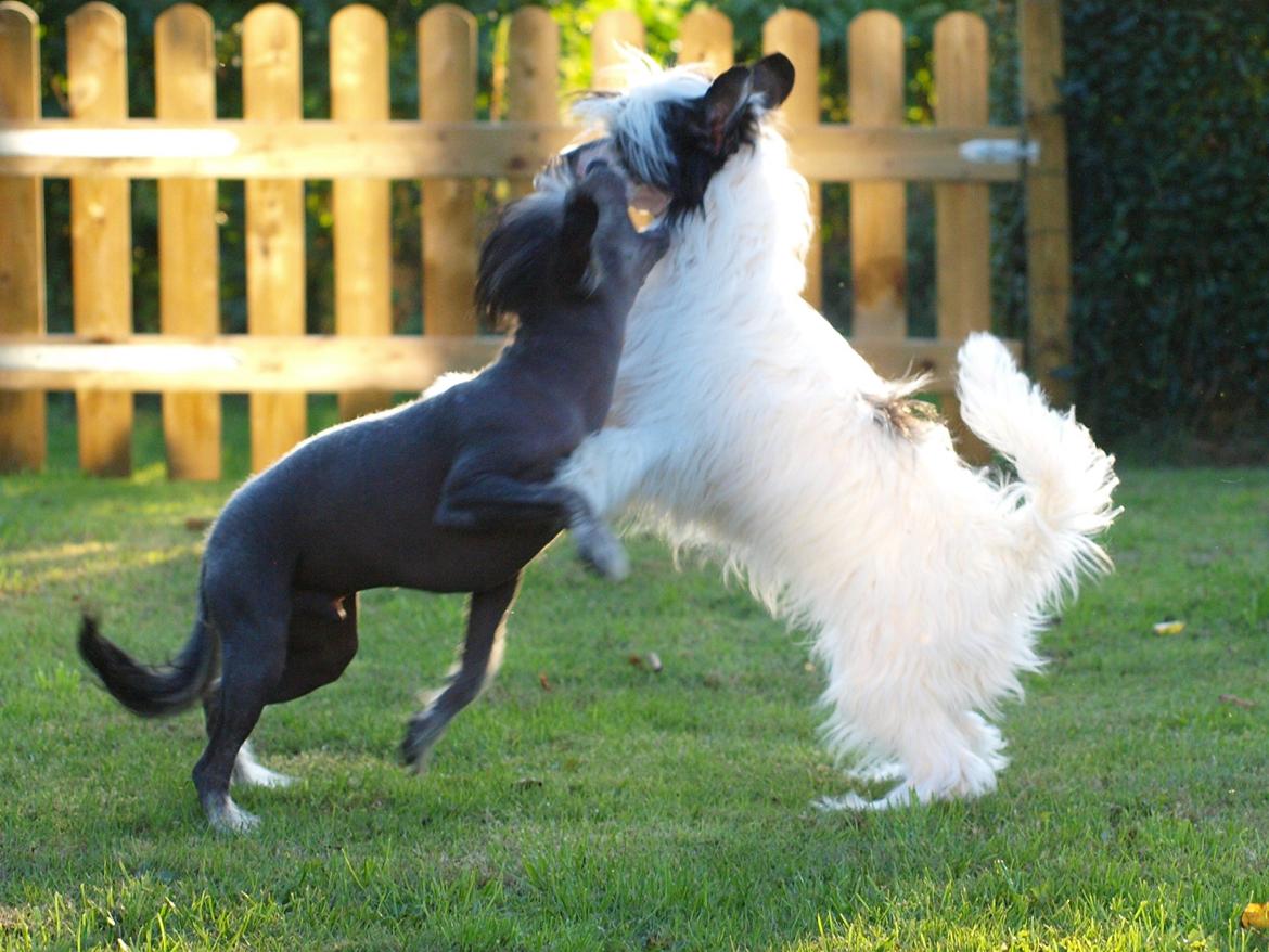Chinese crested hårløs Kato <3 billede 22