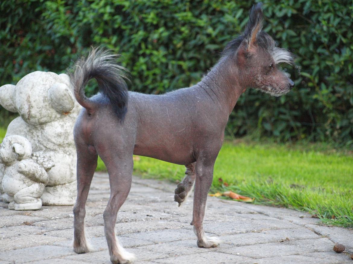 Chinese crested hårløs Kato <3 billede 23