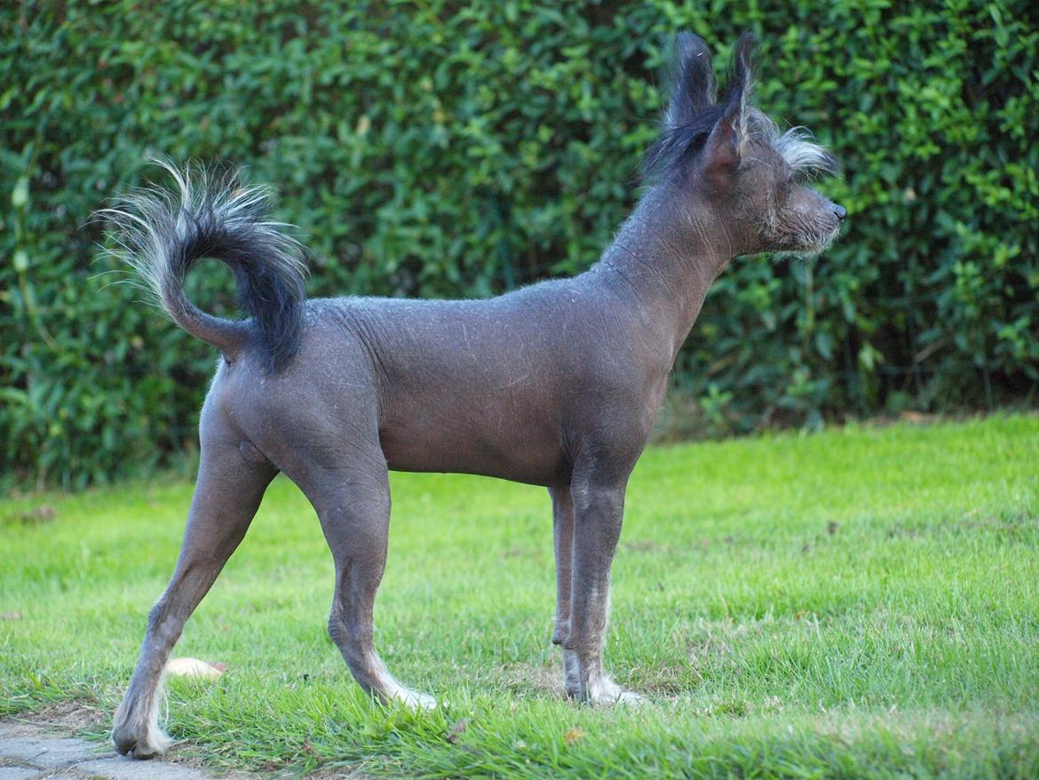 Chinese crested hårløs Kato <3 billede 24