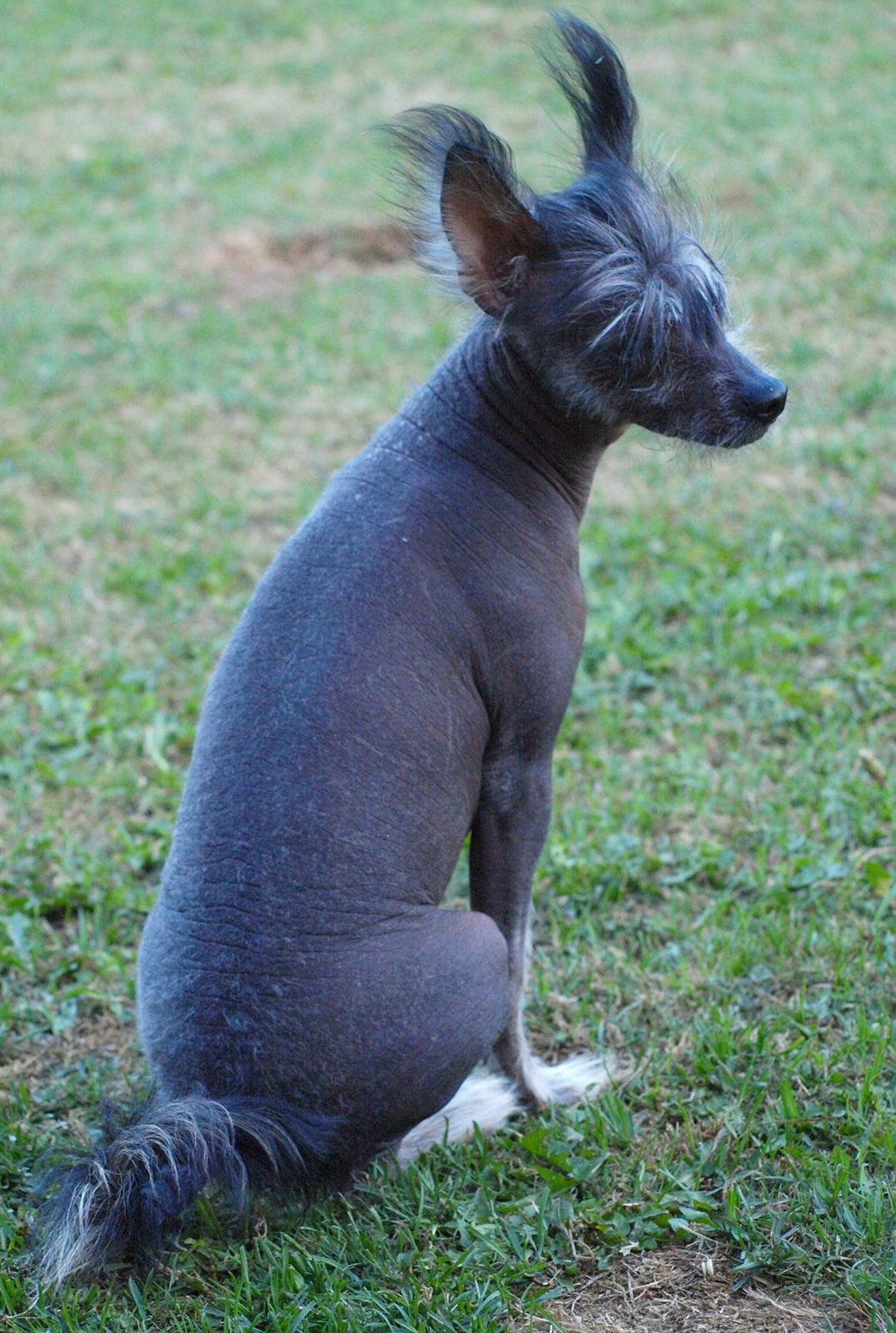 Chinese crested hårløs Kato <3 billede 25