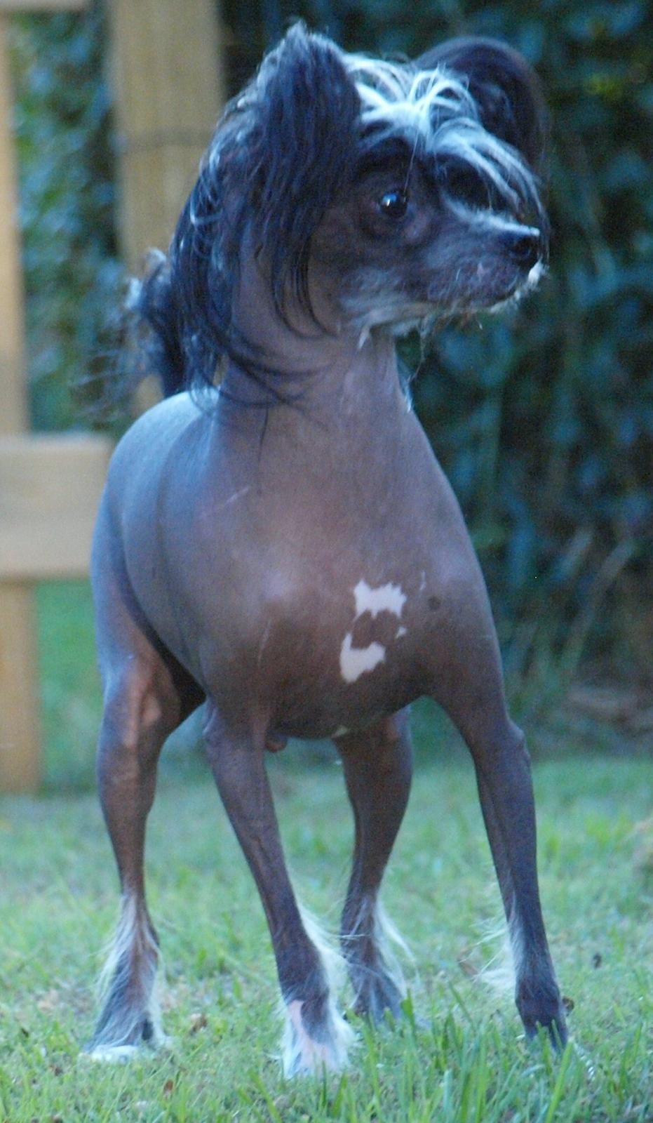 Chinese crested hårløs Kajser <3 billede 19