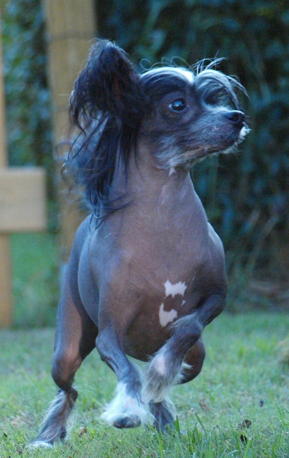 Chinese crested hårløs Kajser <3 billede 20