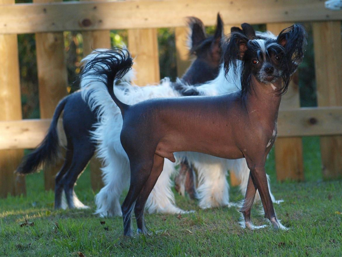 Chinese crested hårløs Kajser <3 billede 21