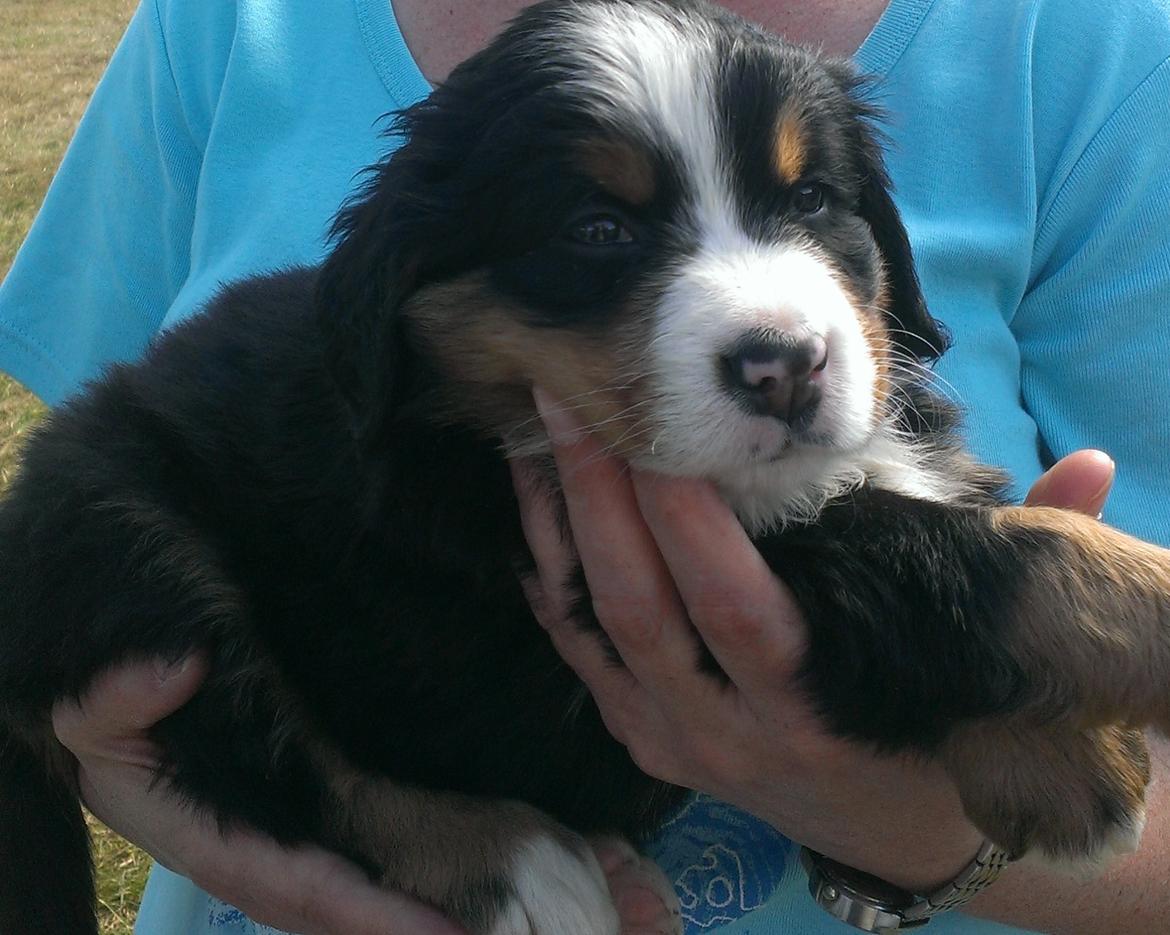 Berner sennenhund AnnaBella billede 19