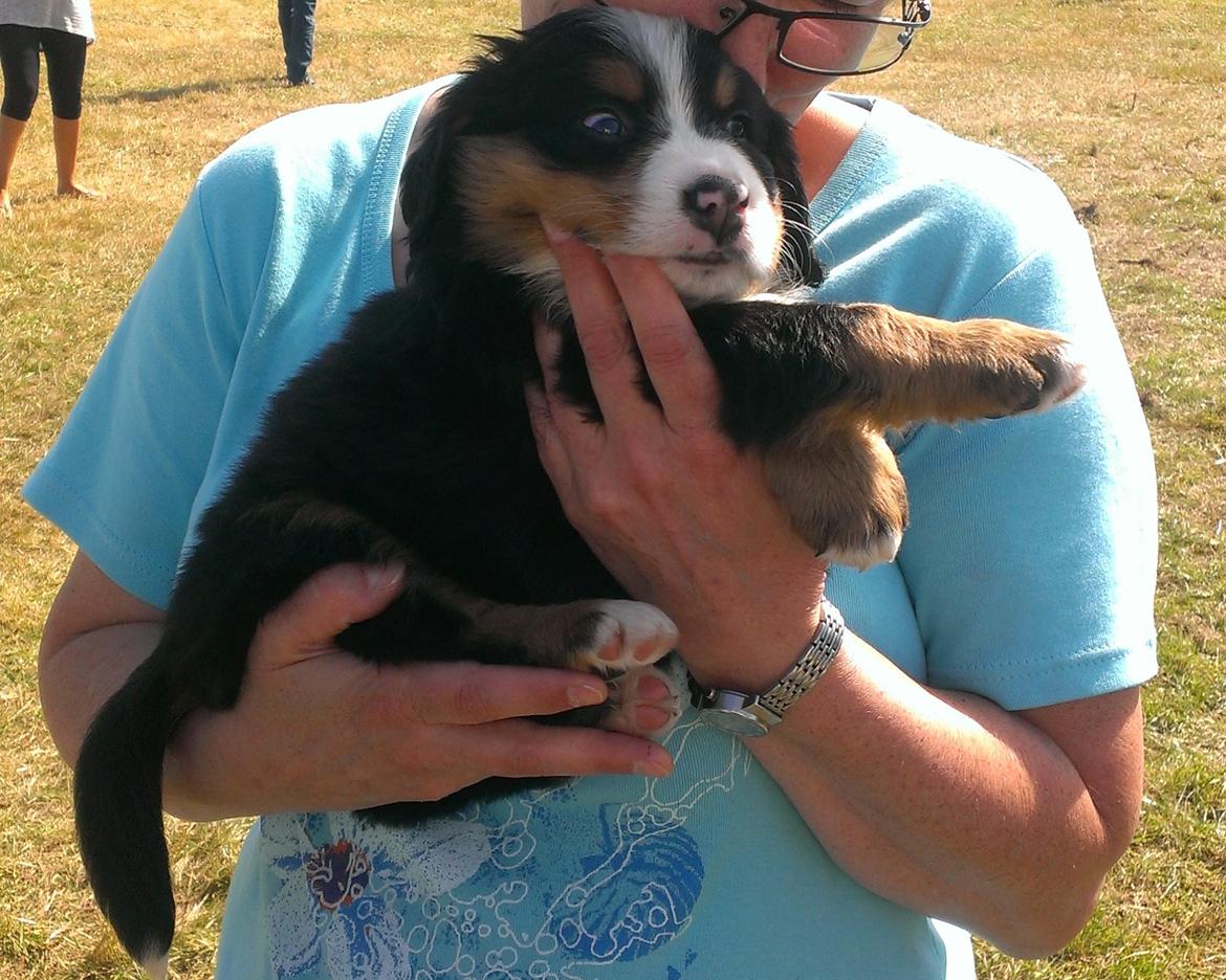 Berner sennenhund AnnaBella billede 17