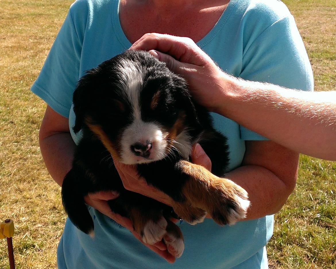 Berner sennenhund AnnaBella billede 18