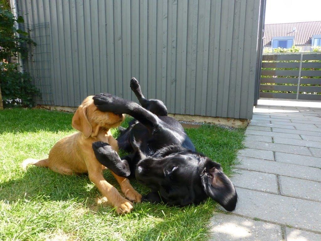 Blanding af racer Gustav billede 6