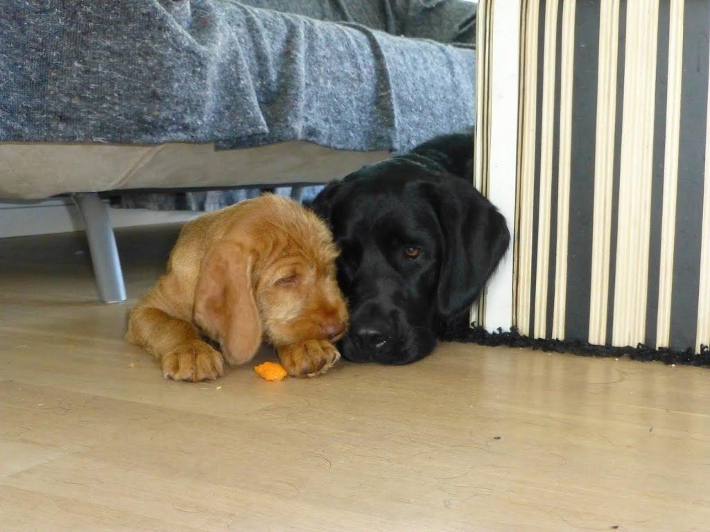 Blanding af racer Gustav billede 7