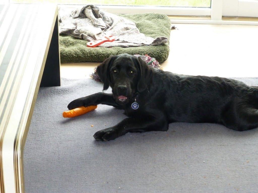 Blanding af racer Gustav billede 11