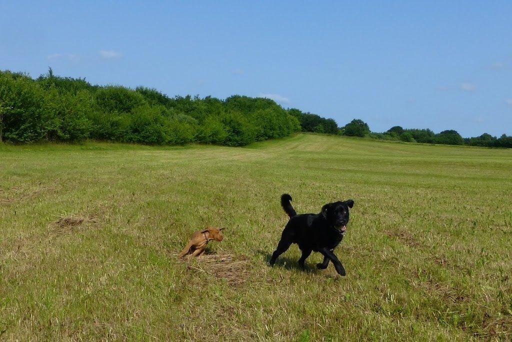 Blanding af racer Gustav billede 5