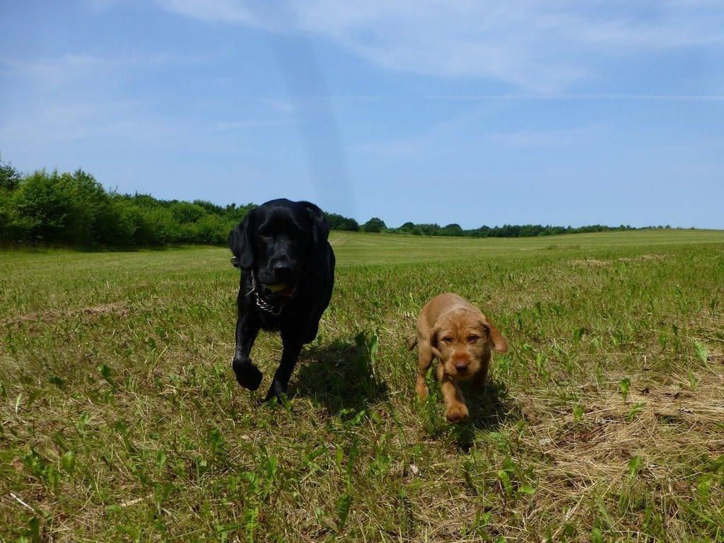 Blanding af racer Gustav billede 4