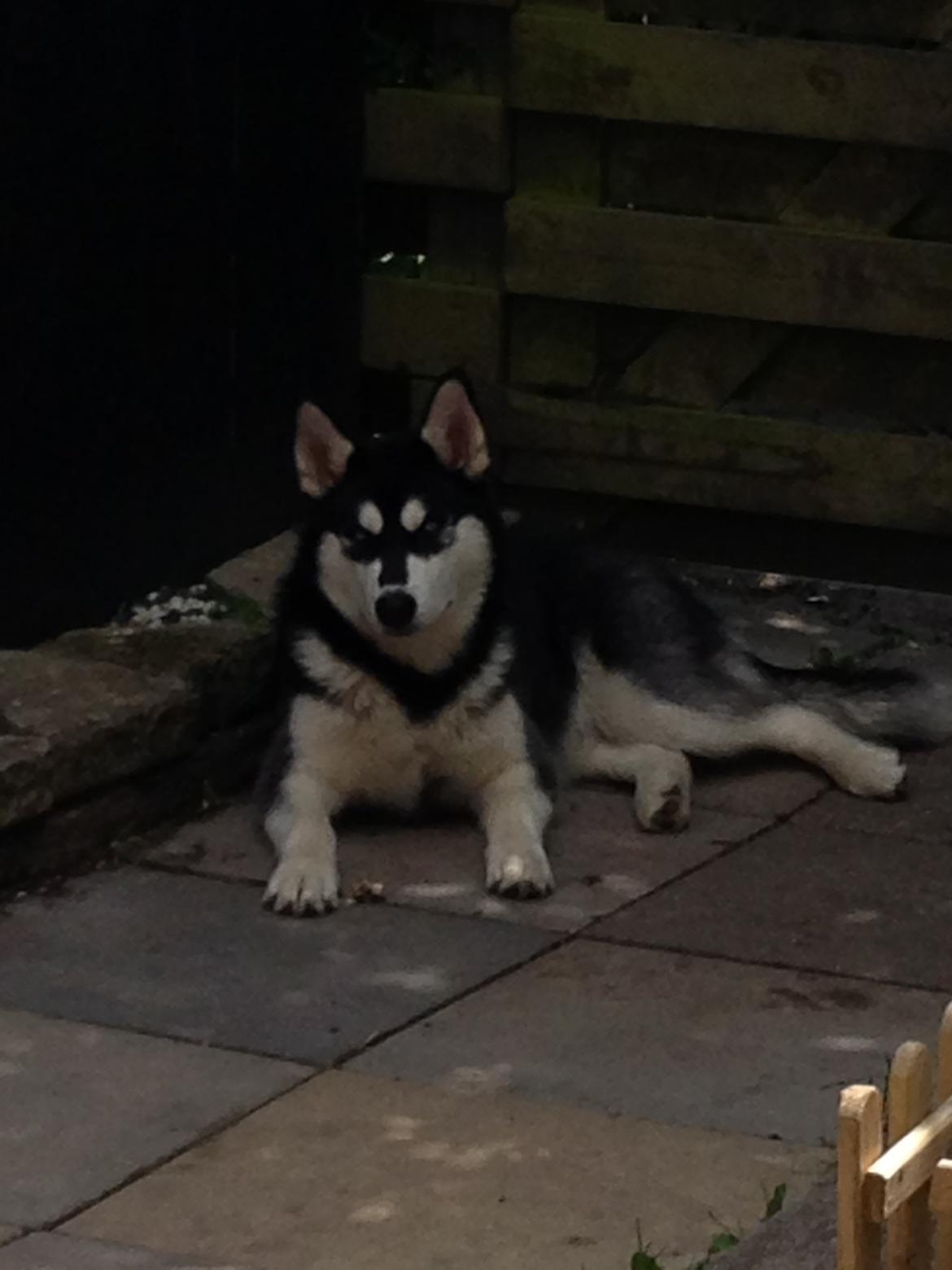 Blanding af racer Nala Bea ( Alaskan Malamute og ? ) billede 1