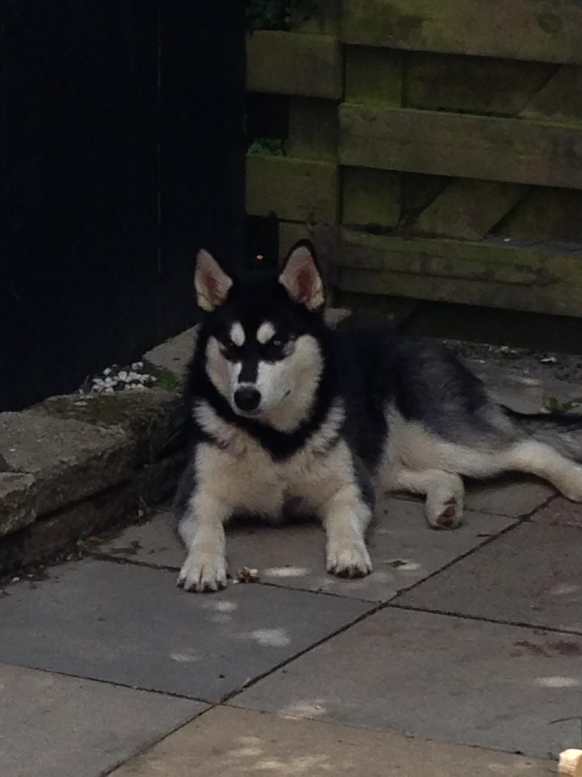 Blanding af racer Nala Bea ( Alaskan Malamute og ? ) billede 2