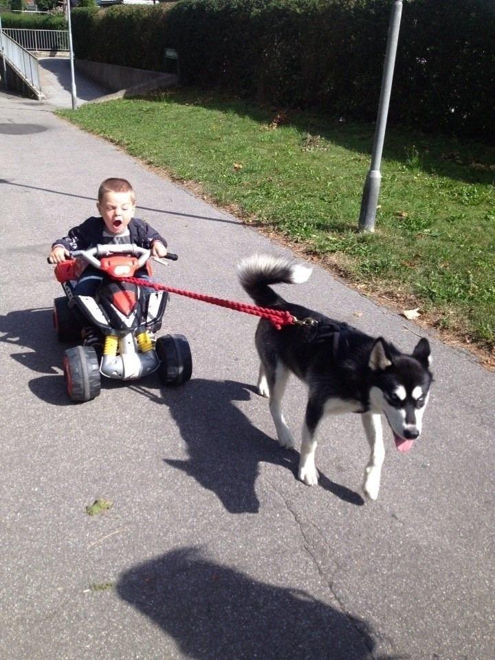 Blanding af racer Nala Bea ( Alaskan Malamute og ? ) billede 3