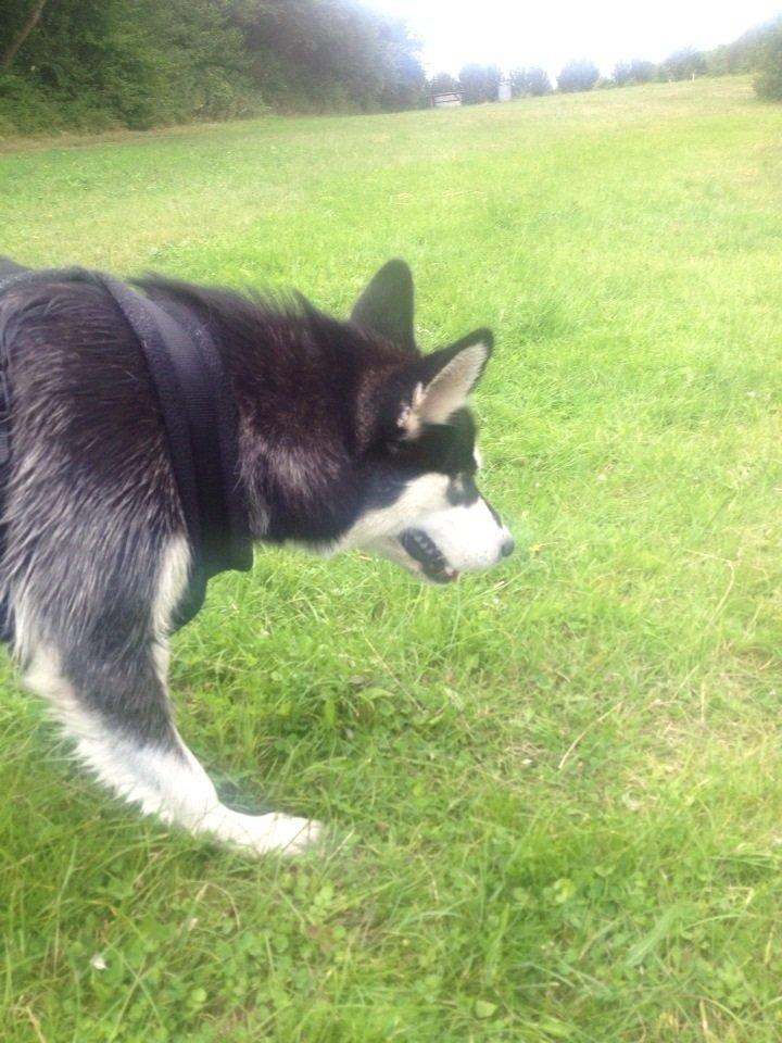 Blanding af racer Nala Bea ( Alaskan Malamute og ? ) billede 4