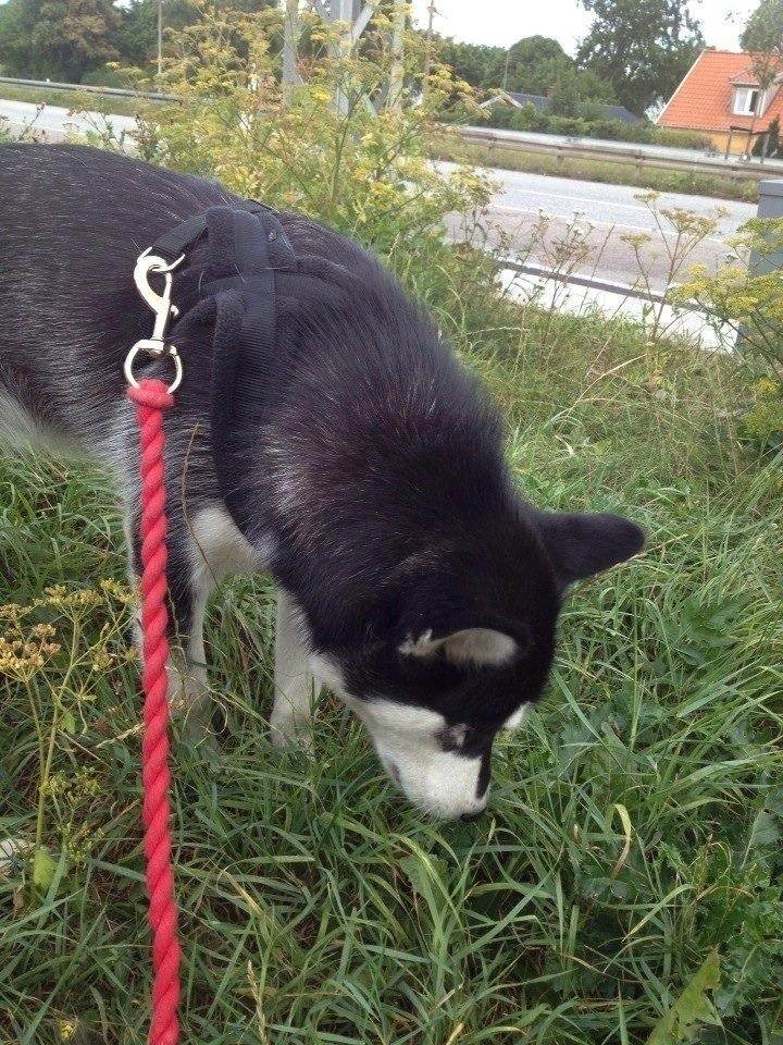 Blanding af racer Nala Bea ( Alaskan Malamute og ? ) billede 5