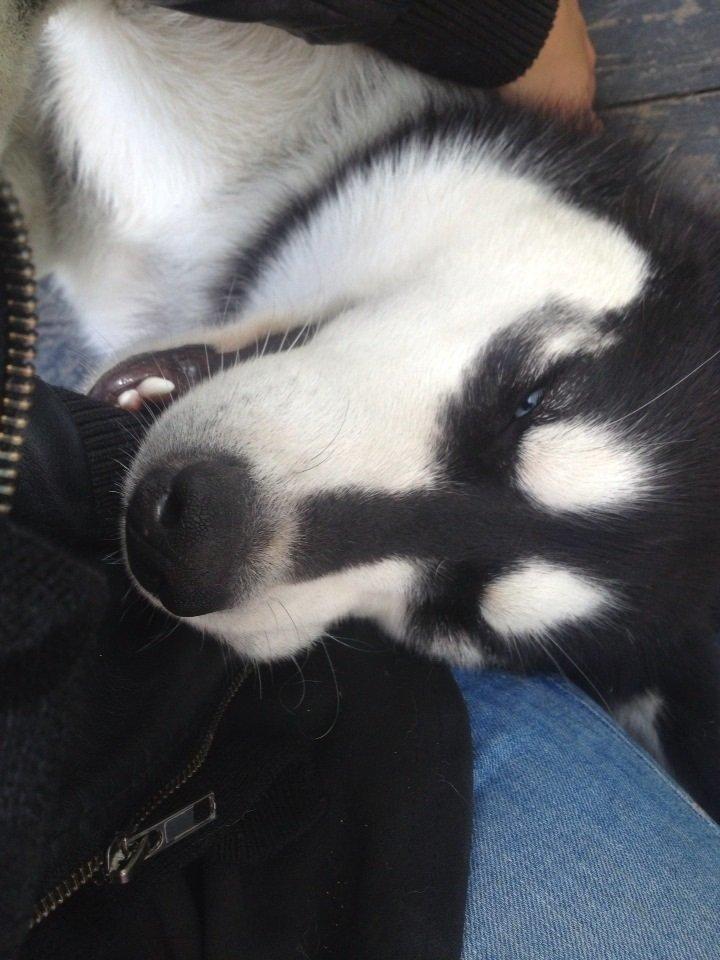 Blanding af racer Nala Bea ( Alaskan Malamute og ? ) billede 6