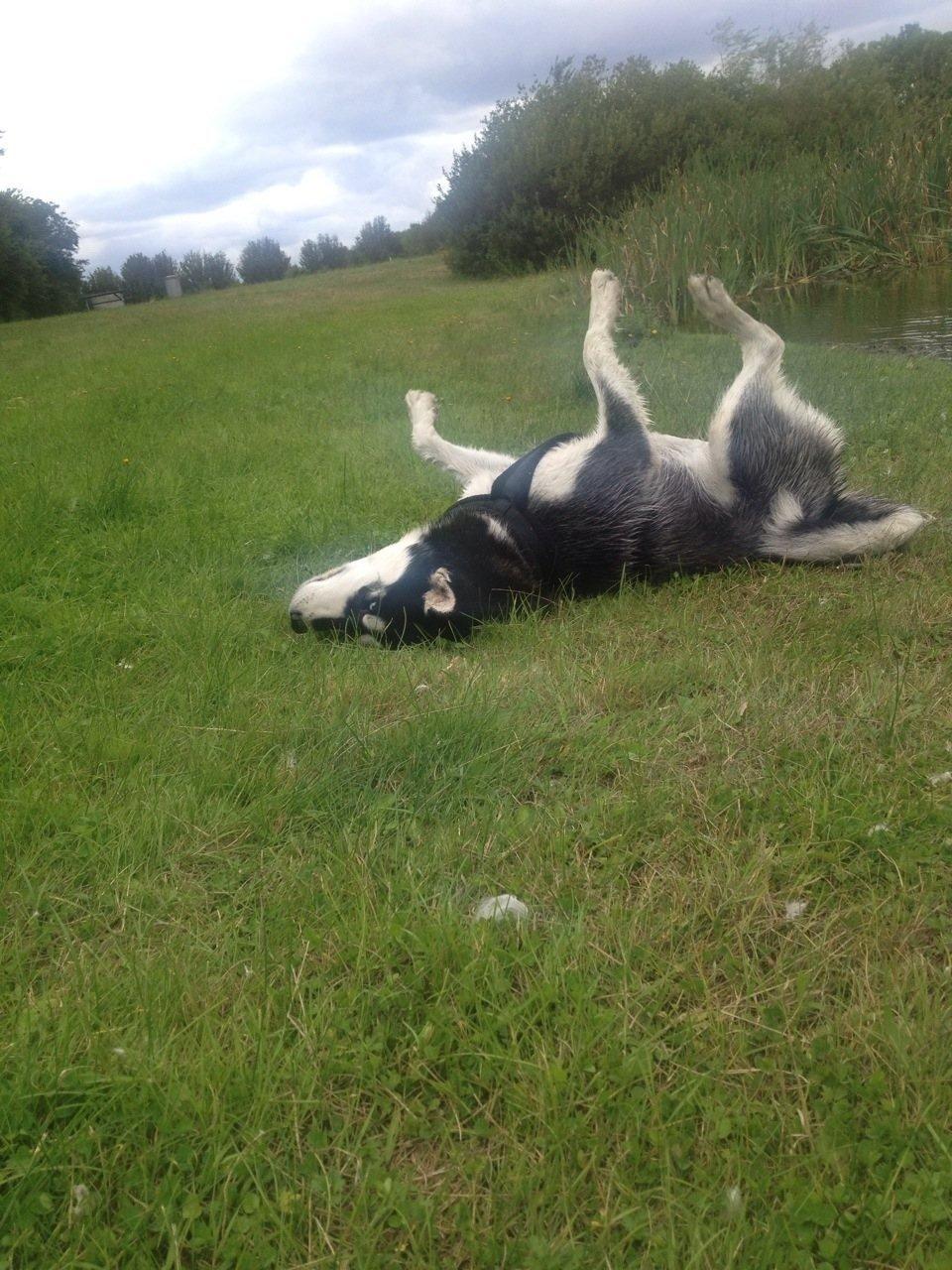 Blanding af racer Nala Bea ( Alaskan Malamute og ? ) billede 7