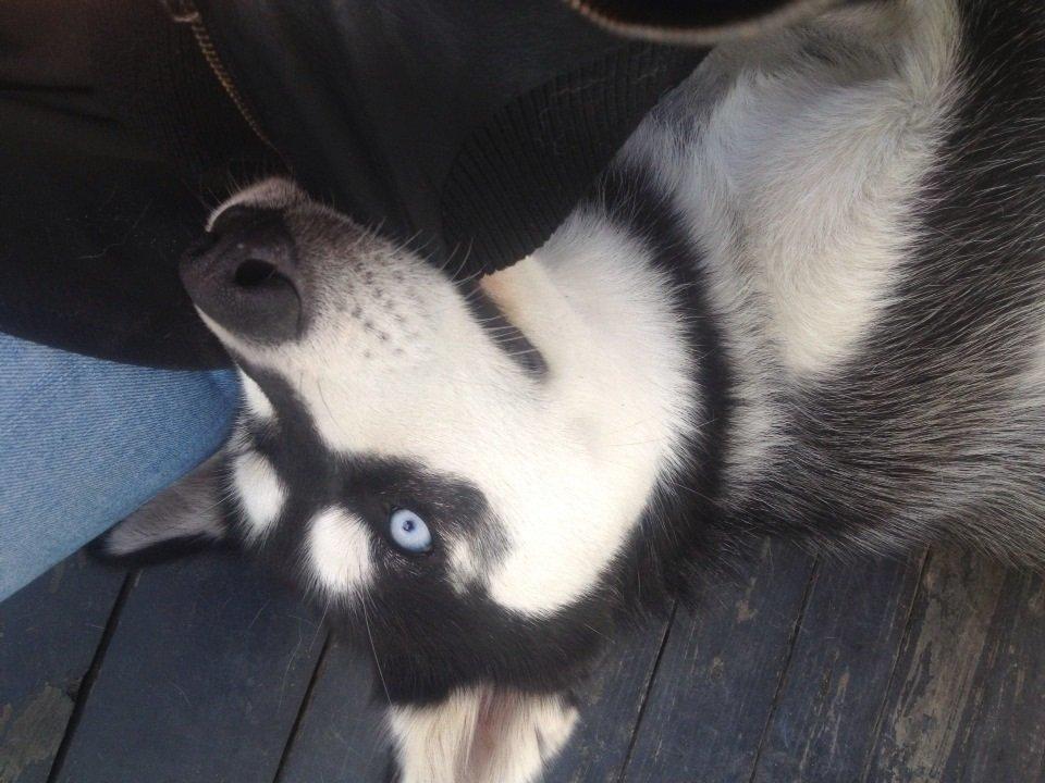 Blanding af racer Nala Bea ( Alaskan Malamute og ? ) billede 8